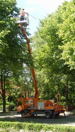 Bild eines Hubsteiger mit einem Baumpfleger